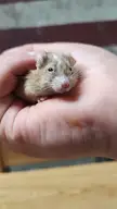 Why are fat mice so chill?