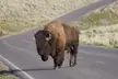 Why did the bison cross the road?
