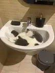 Why does my cat sleep in the sink? Tempted to open the water tab? 😏