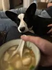 Why does my Corgi covet miso and vegetable soup?