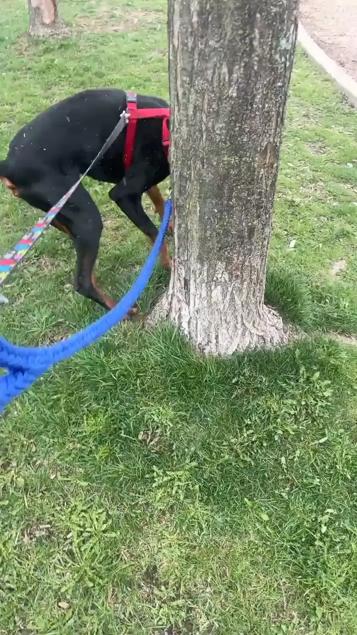Why does my dog do this ritual before pooping