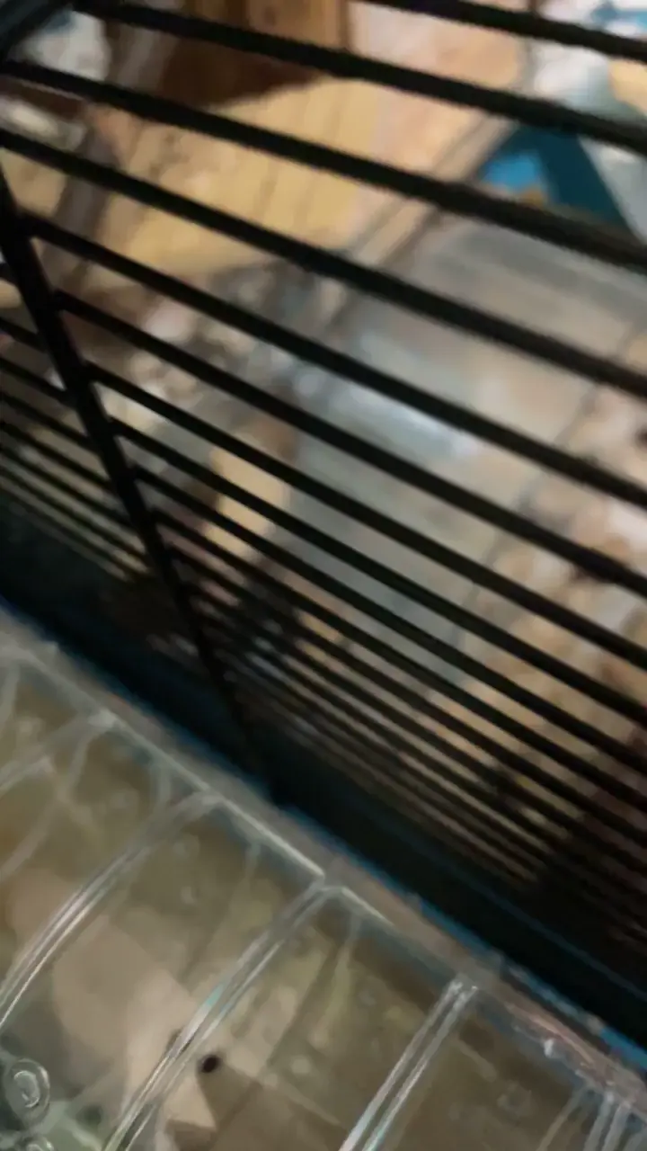 Why does my mouse do this ?