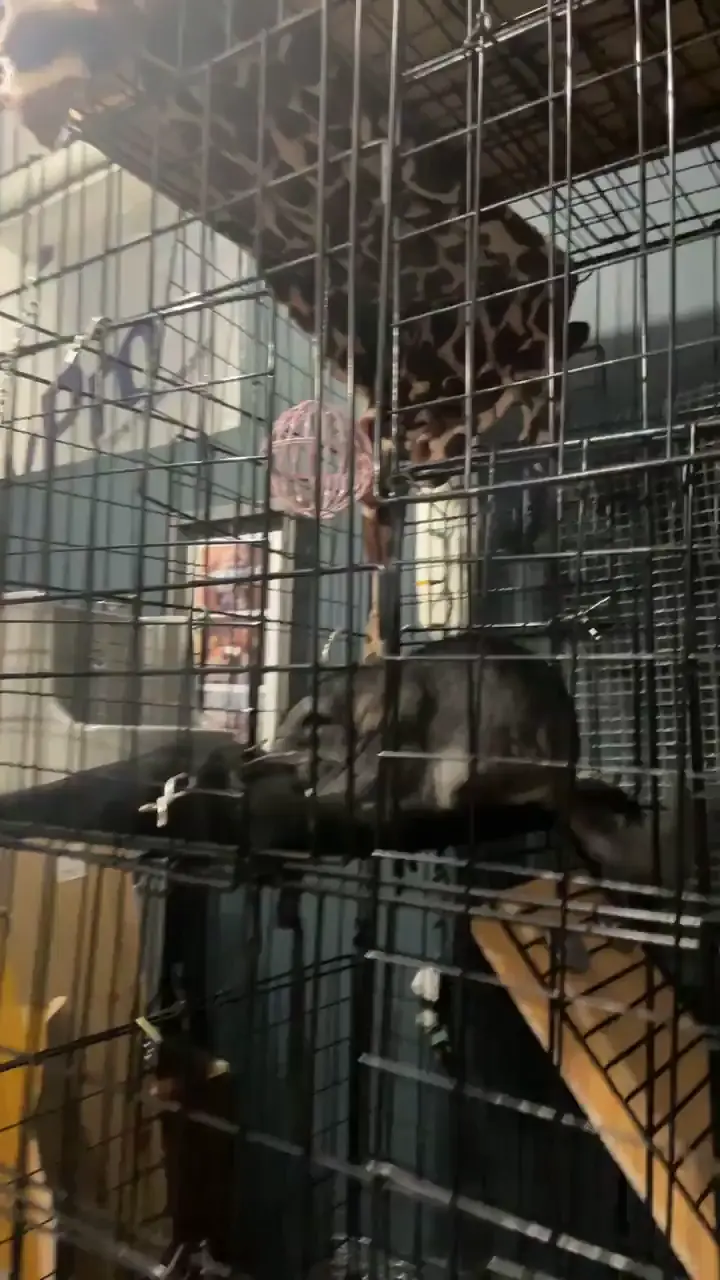 Why does she do this? 