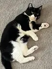 why does she ONLY ever scoot her butt on the carpet when she has a fresh litter box?