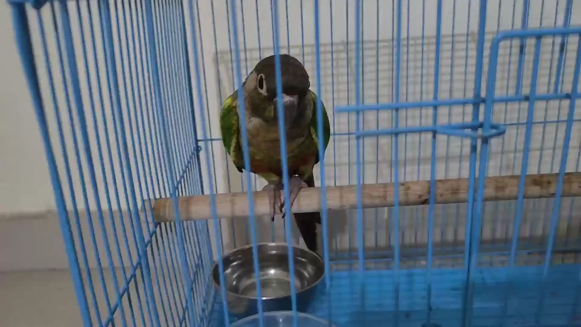 Why is my parrot doing this?