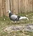 why is this pigeon white