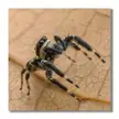 Why is this Spider startle?