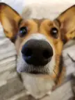 Wide angle shot of Rigby's snoot