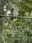 Wife took a good owl pic!