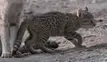 Wild African Kitten