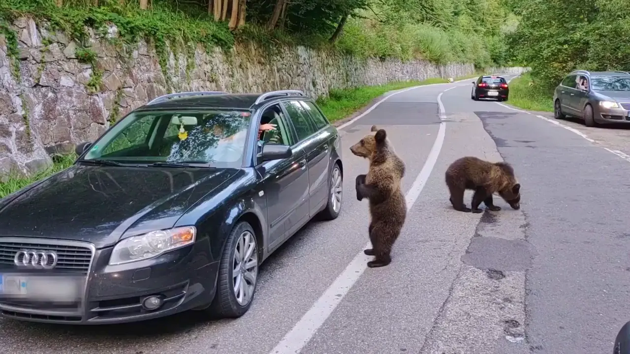 Wild bears high-fived, fed from cars in Romania, and reactions from experts to this abuse. Source: from the new film Bears Uncovered: www.bearsuncovered.com
