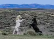 Wild Mustang Battle