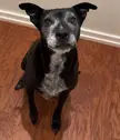 Williams face when I cook salmon. He knows he gets the crispy salmon skin every time. It always gets a smile from the old man