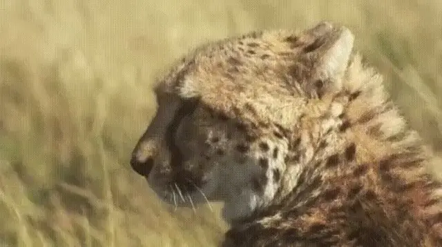 Wind Rustling Through Her Hair A Moment of Serenity