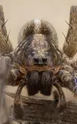Wolf Spider