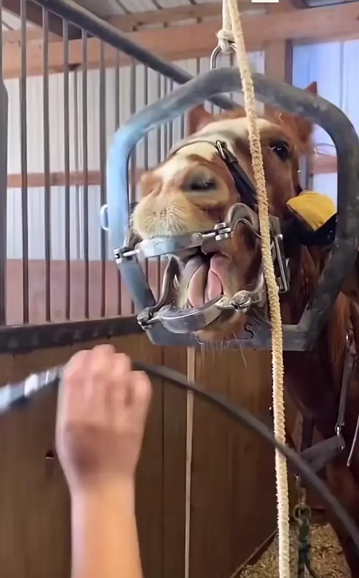 Wolf teeth pulled out of a horse.
