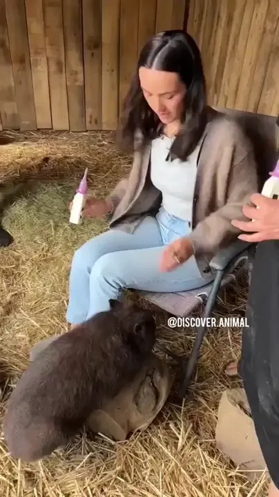 Wombat Needs Attention!