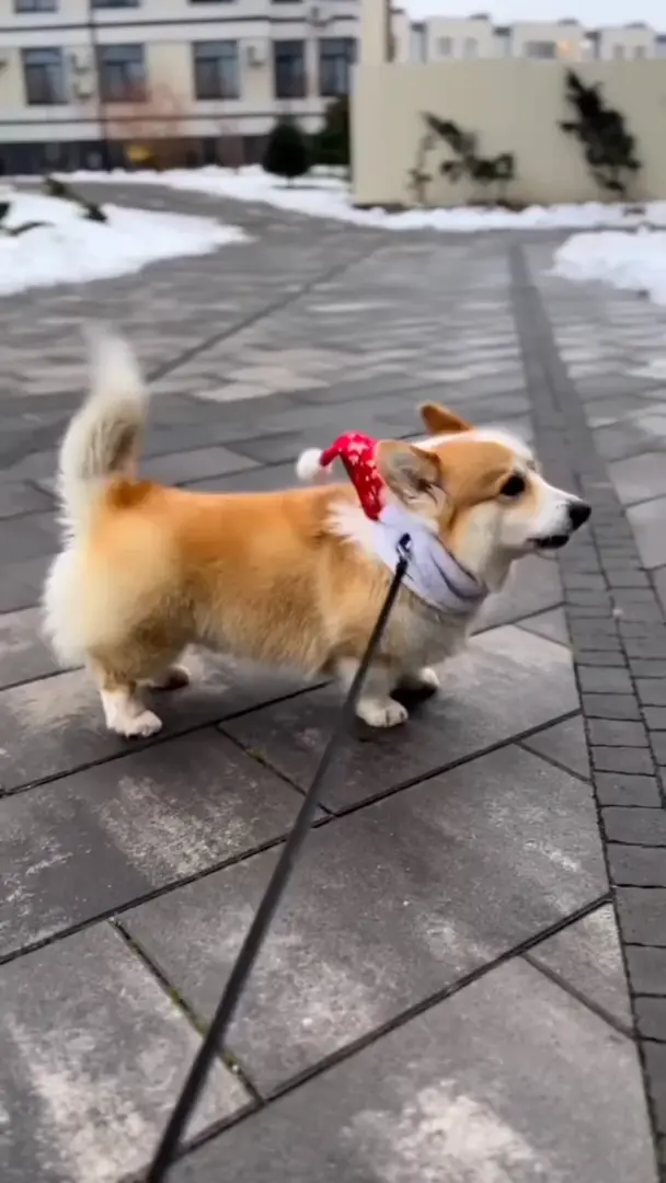 corgiPet