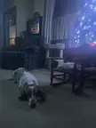 Worn out from all his caroling 
