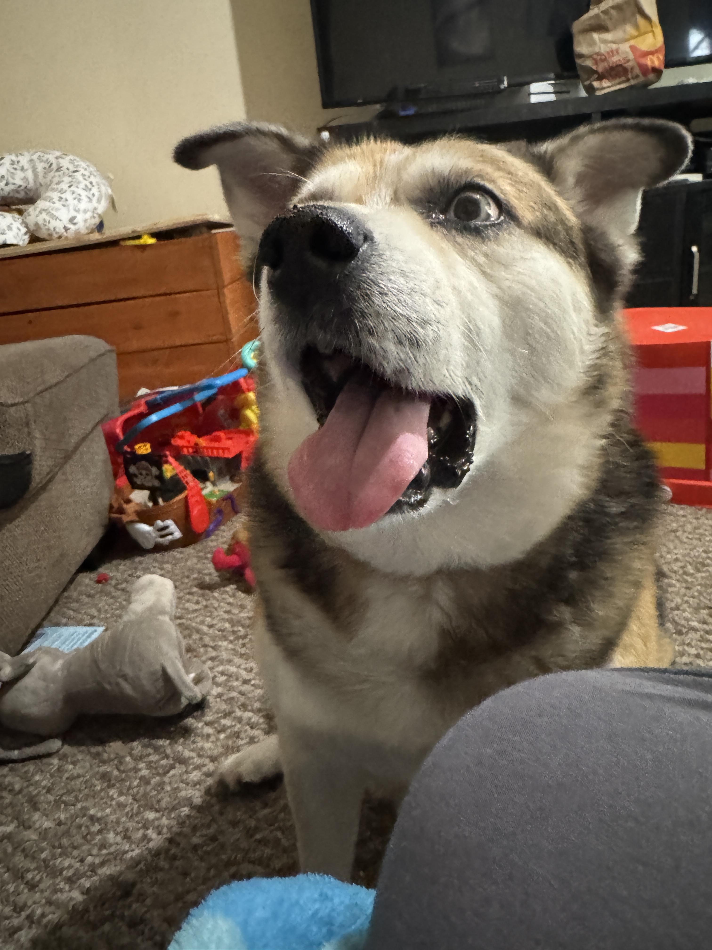 A brown and white dog with a droopy face and tongue out in a living room with toys.