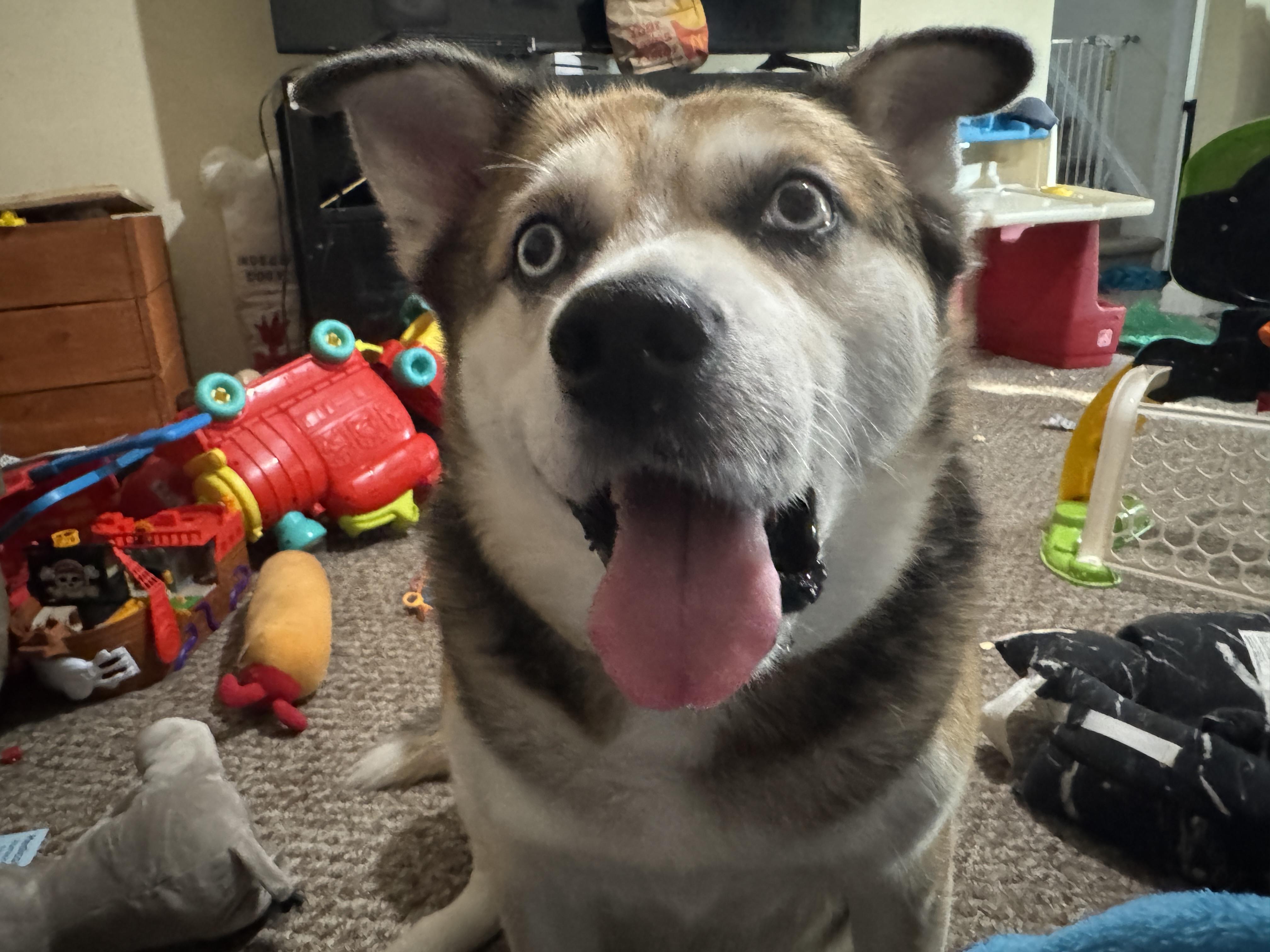 A brown and white dog with a droopy face and tongue out in a living room with toys.
