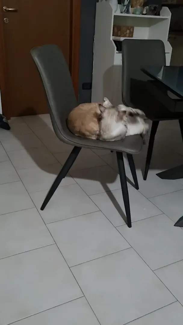 Wrestling on chair