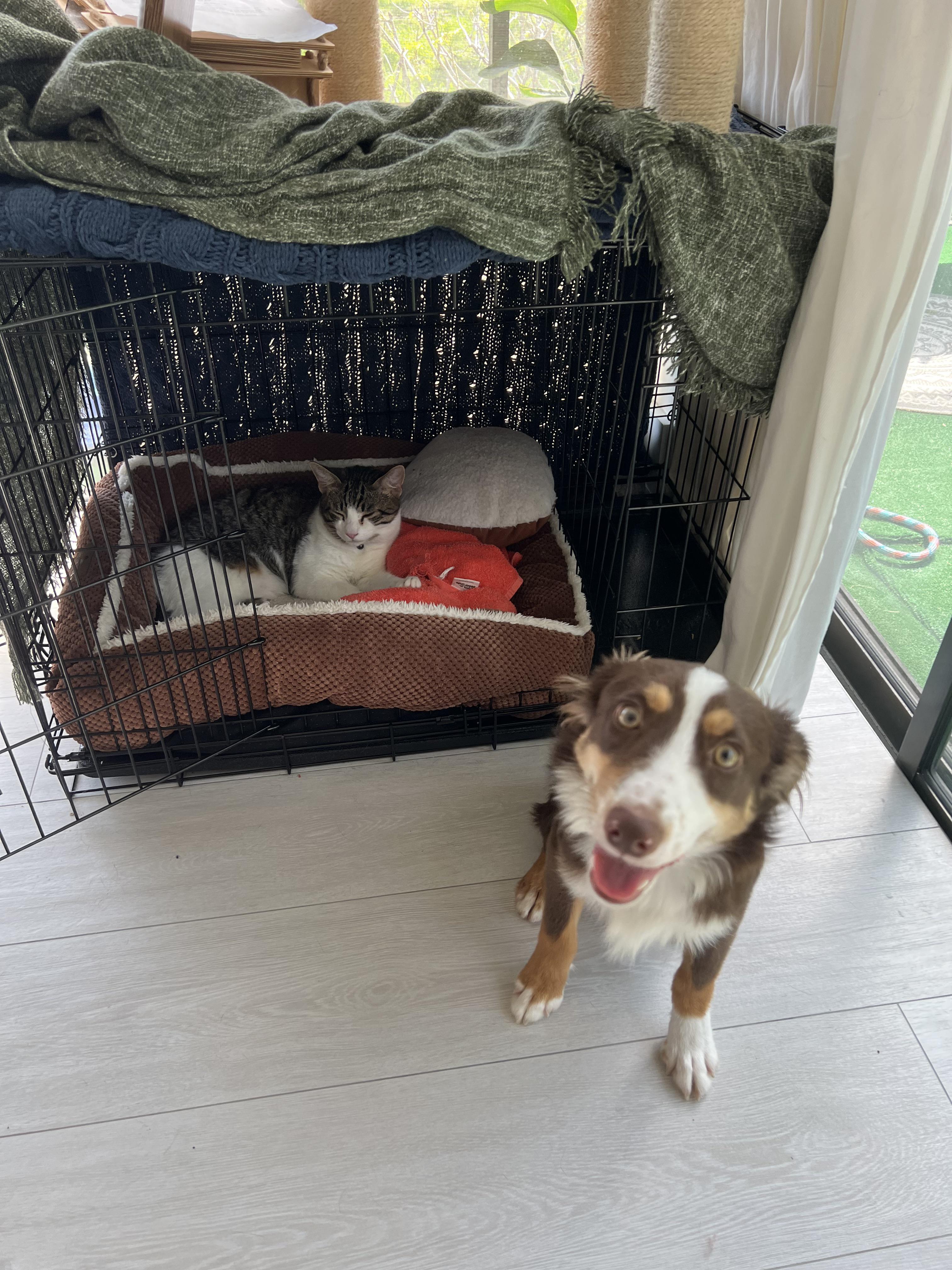 A brown and white dog and a cat posing with a dog crate in r/stolendogbeds