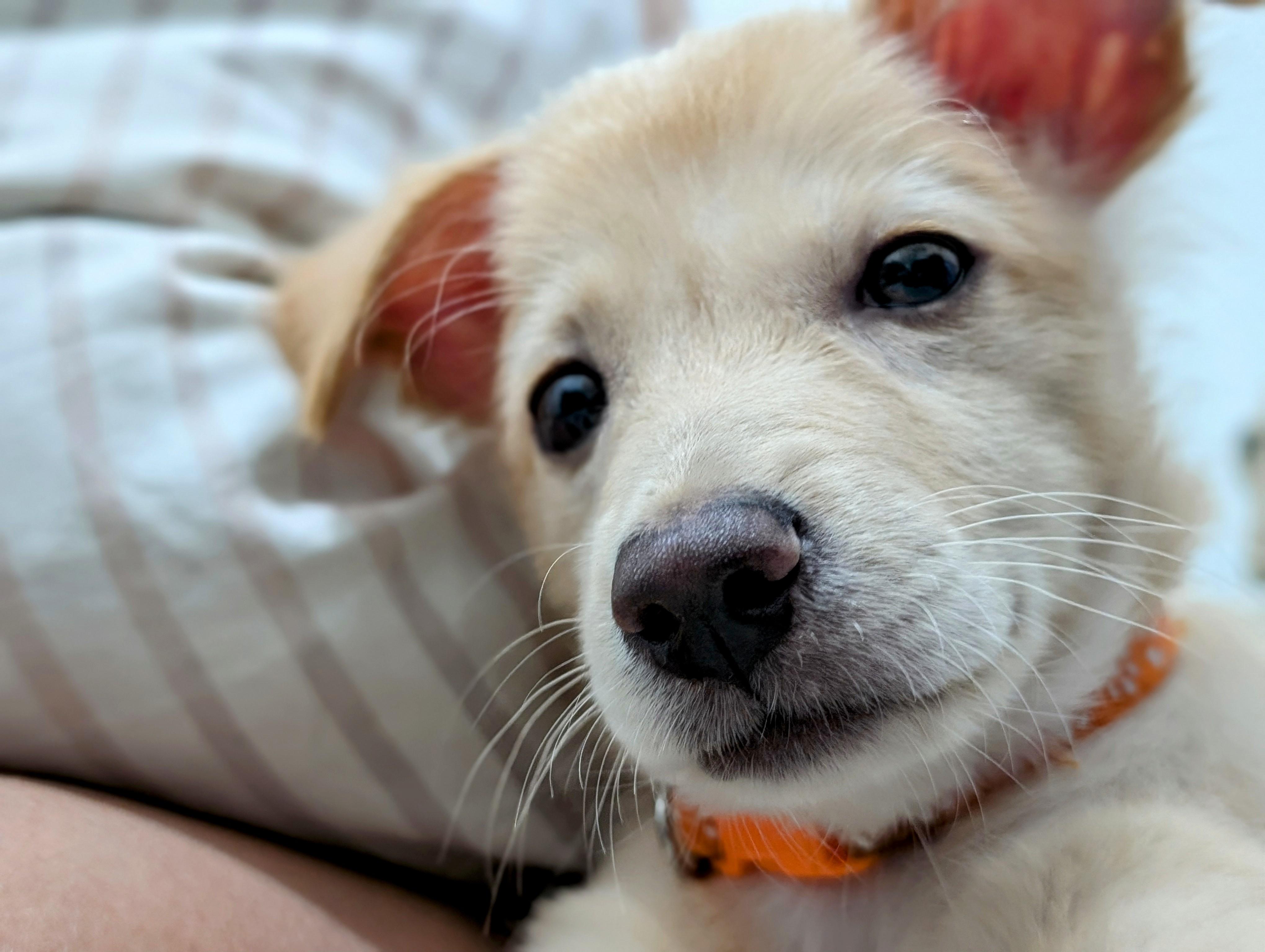 Mix breed Pom | Scrolller