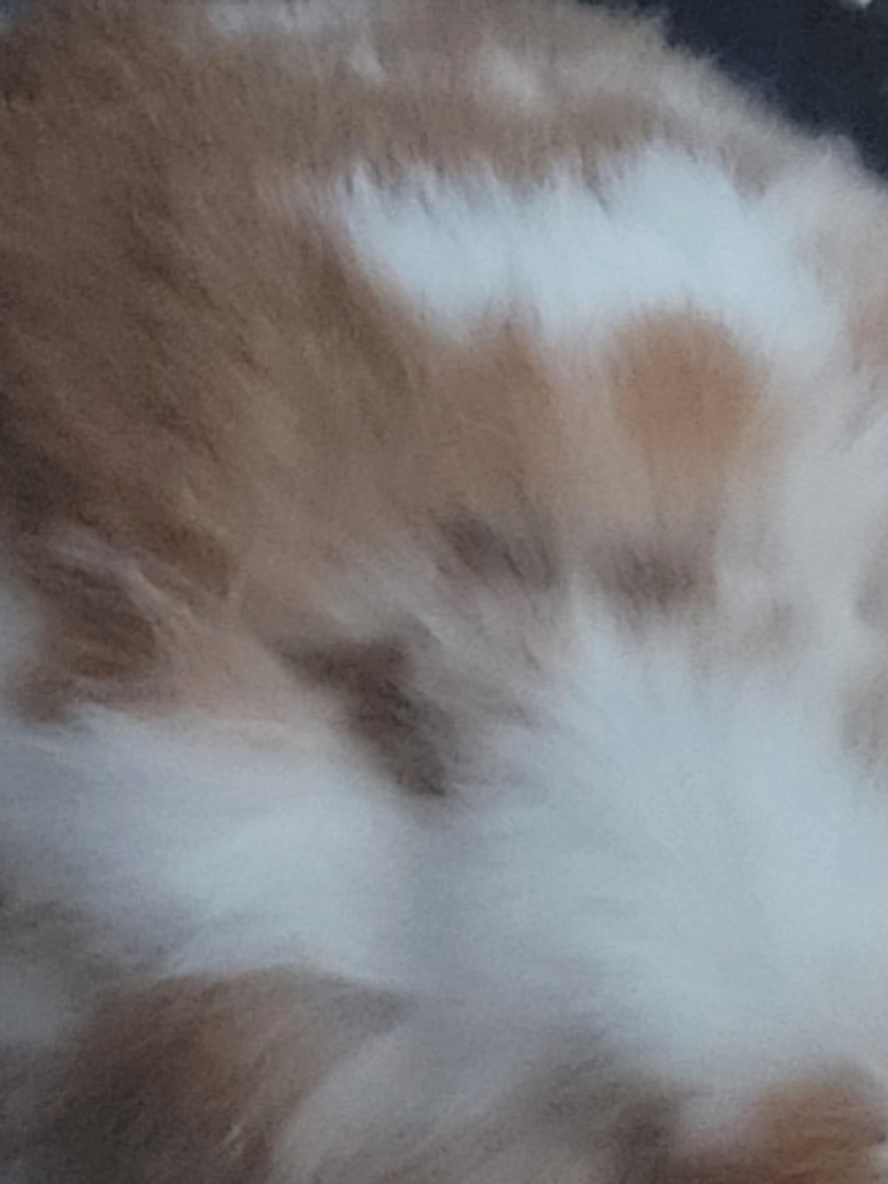 Close-up of a cute lionhead rabbit's fluffy brown and white fur