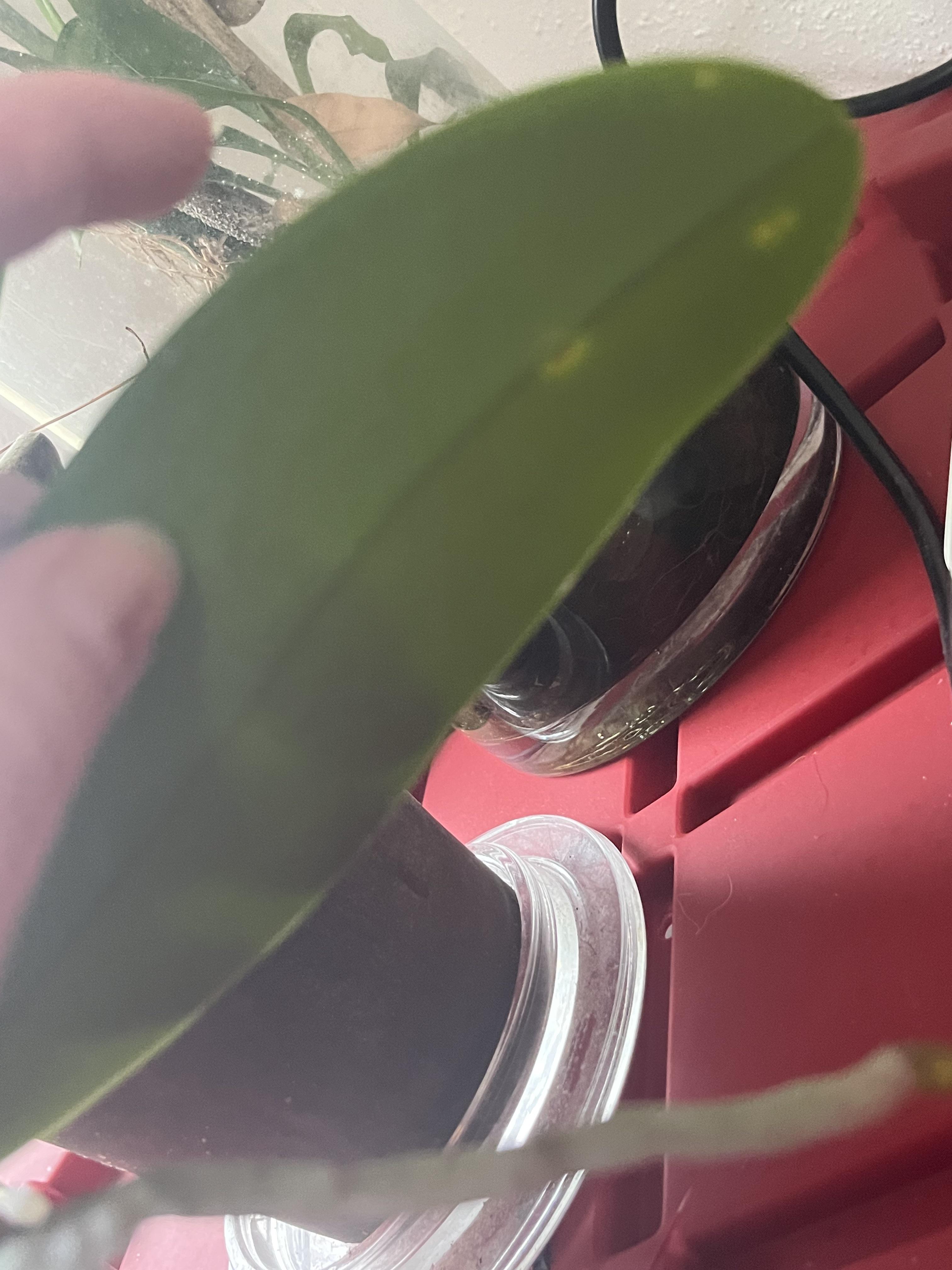 Close-up photos of an orchid plant in a pot, showing the roots and leaves from a top-down perspective.