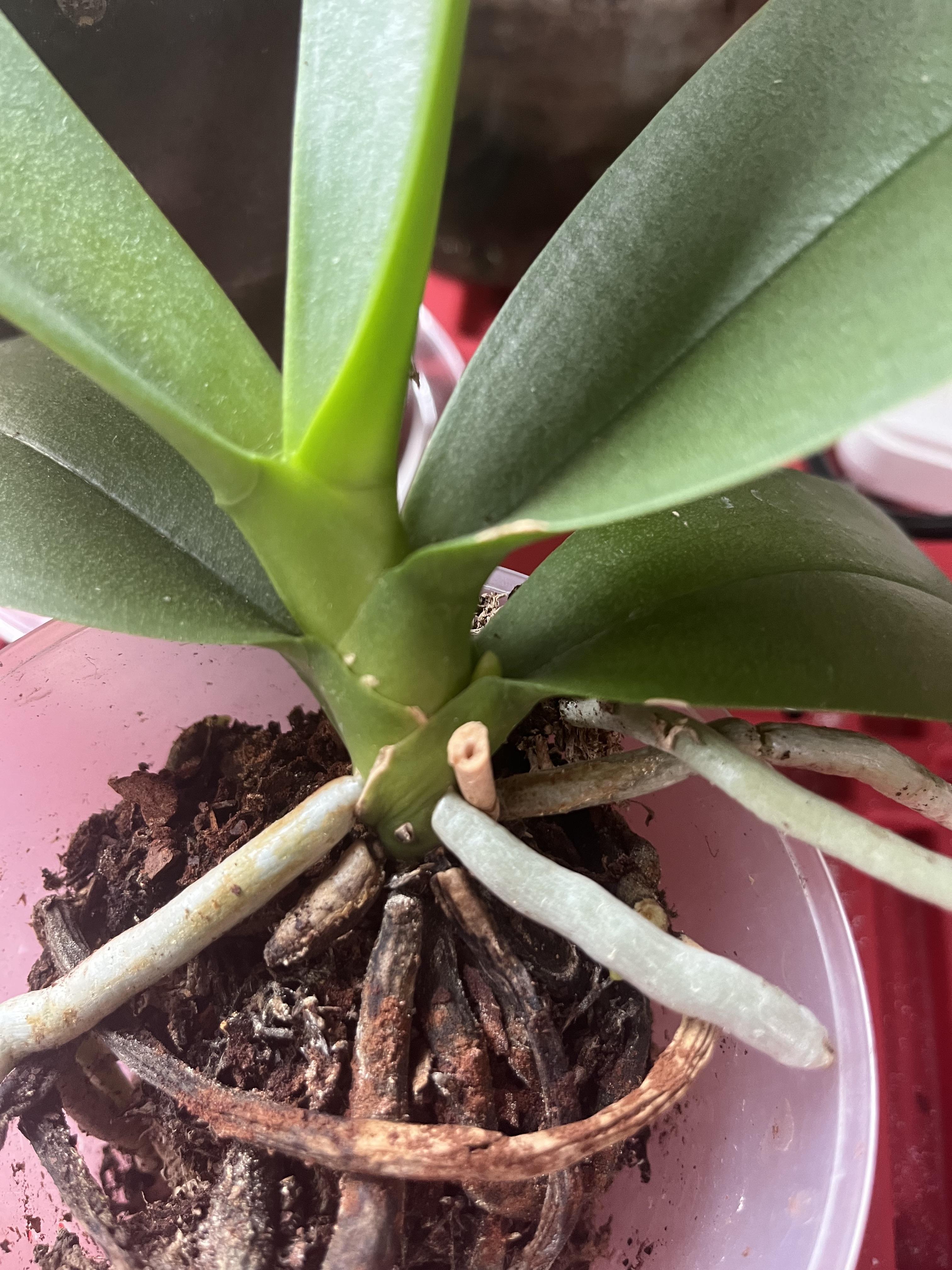 Close-up photos of an orchid plant in a pot, showing the roots and leaves from a top-down perspective.