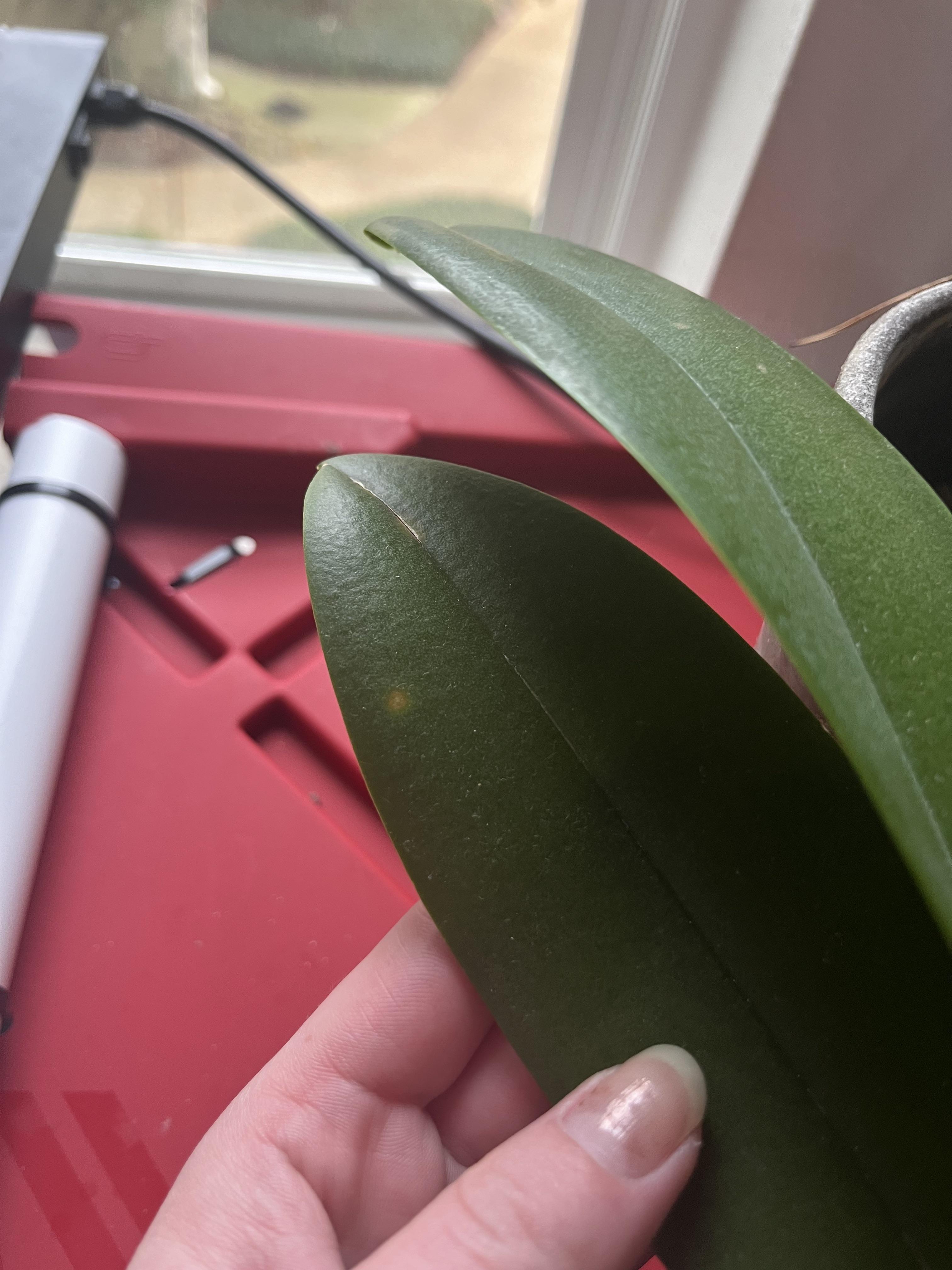 Close-up photos of an orchid plant in a pot, showing the roots and leaves from a top-down perspective.