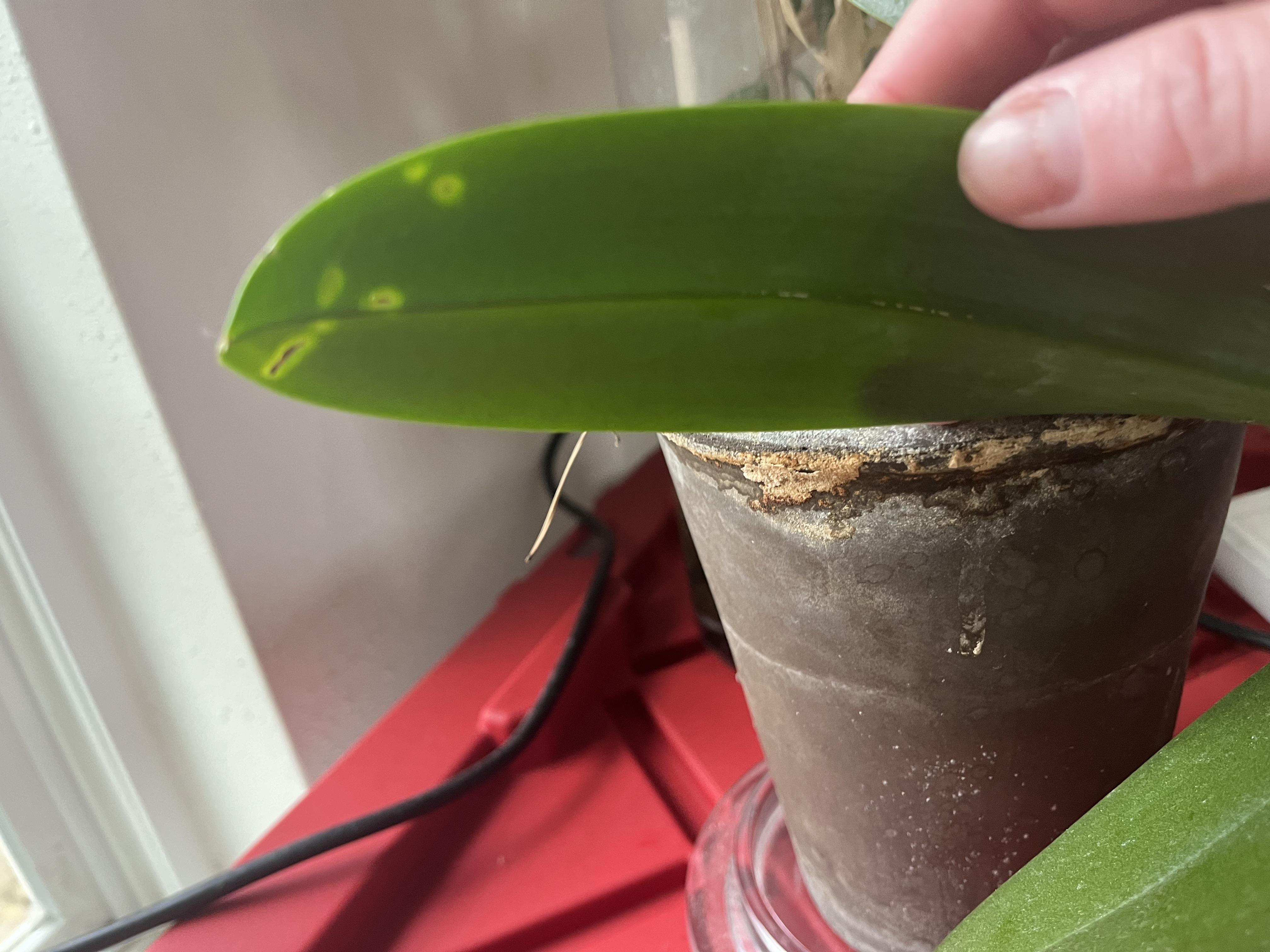 Close-up photos of an orchid plant in a pot, showing the roots and leaves from a top-down perspective.