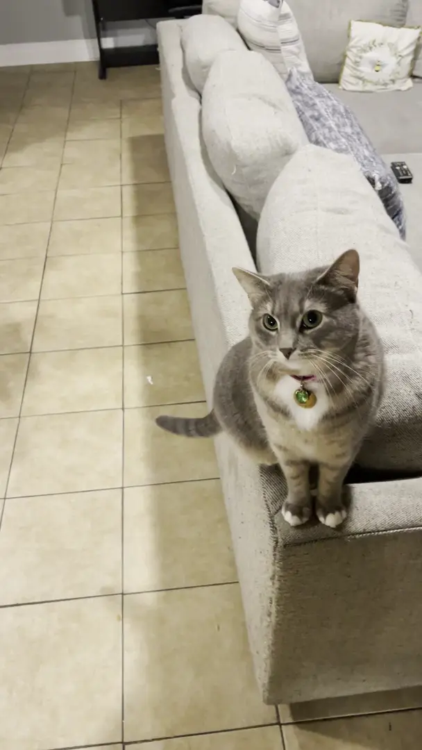 Xena wants my string cheese plastic