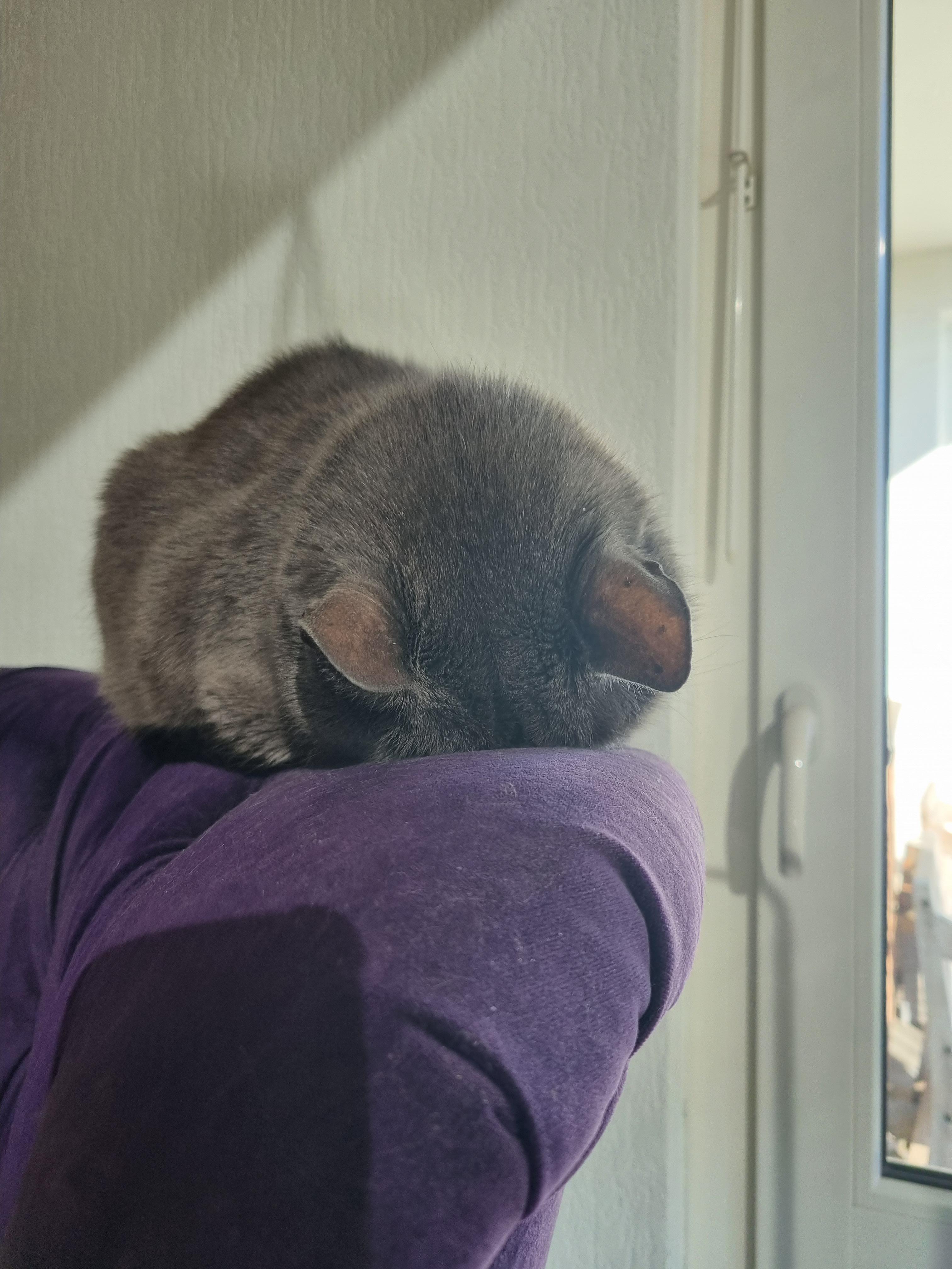 11 years old, midday nap with faceplant