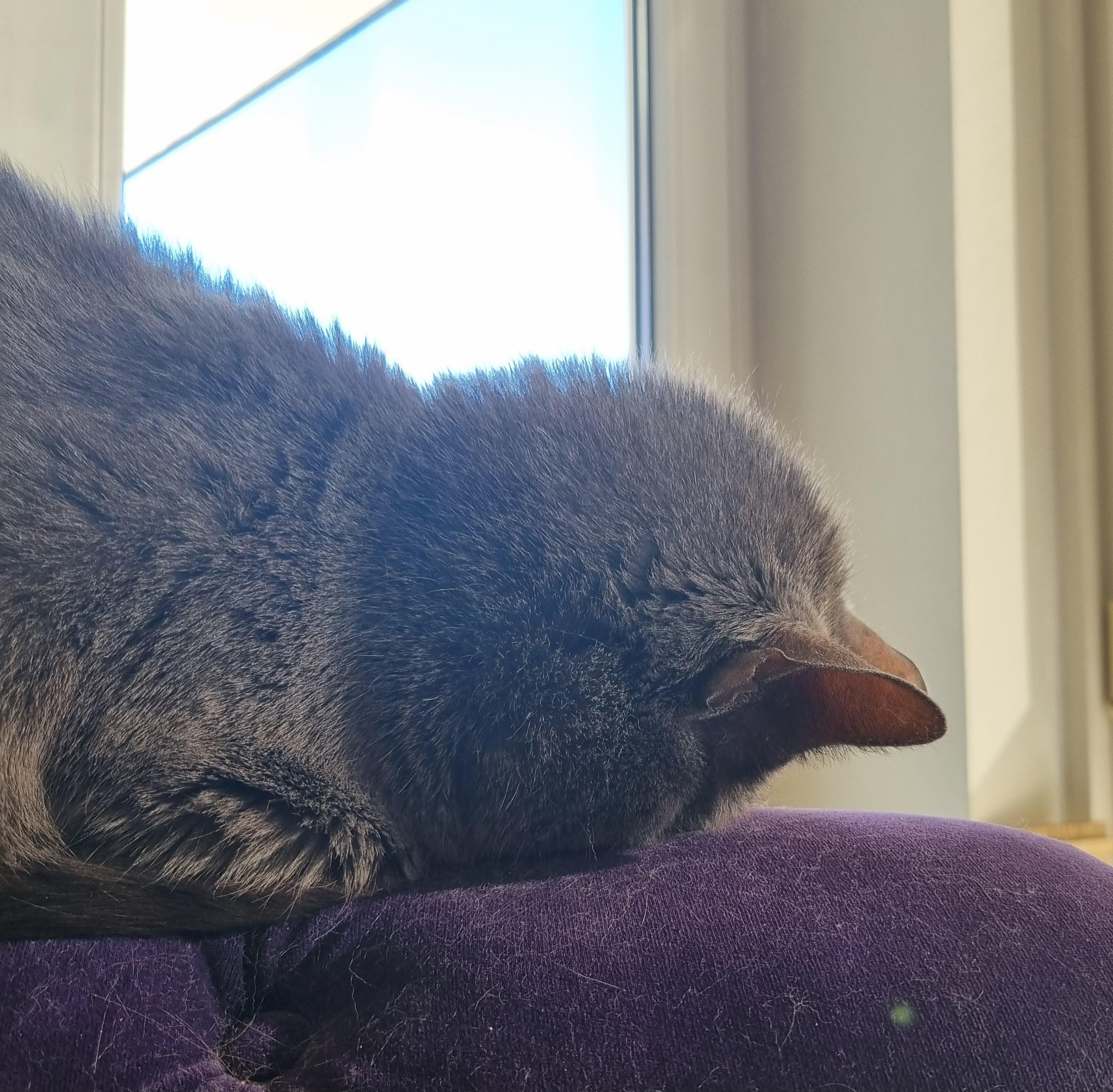 Grey cat faceplanting while taking a midday nap on a purple velvet surface by a window