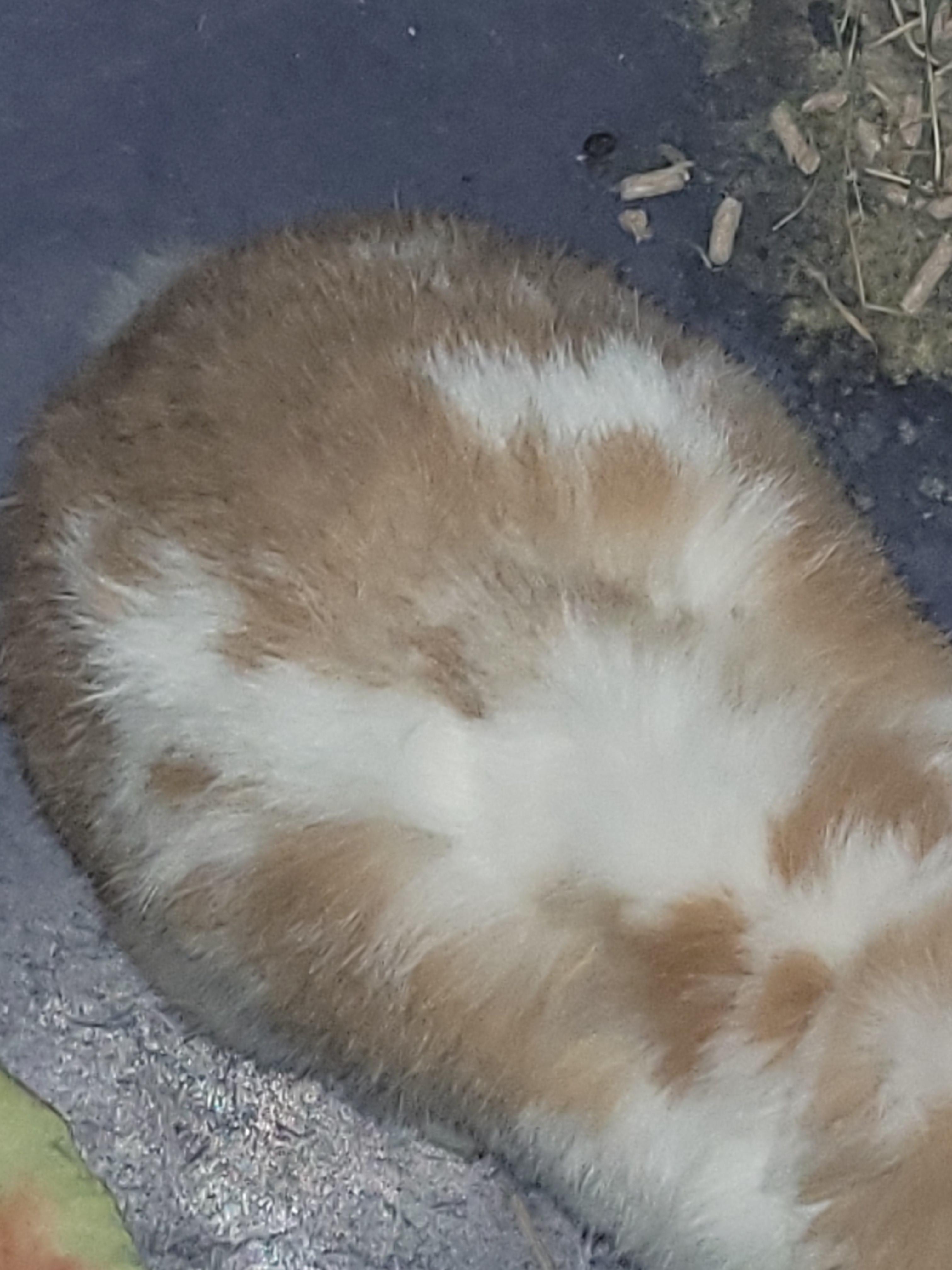 Close-up of a cute lionhead rabbit's fluffy brown and white fur