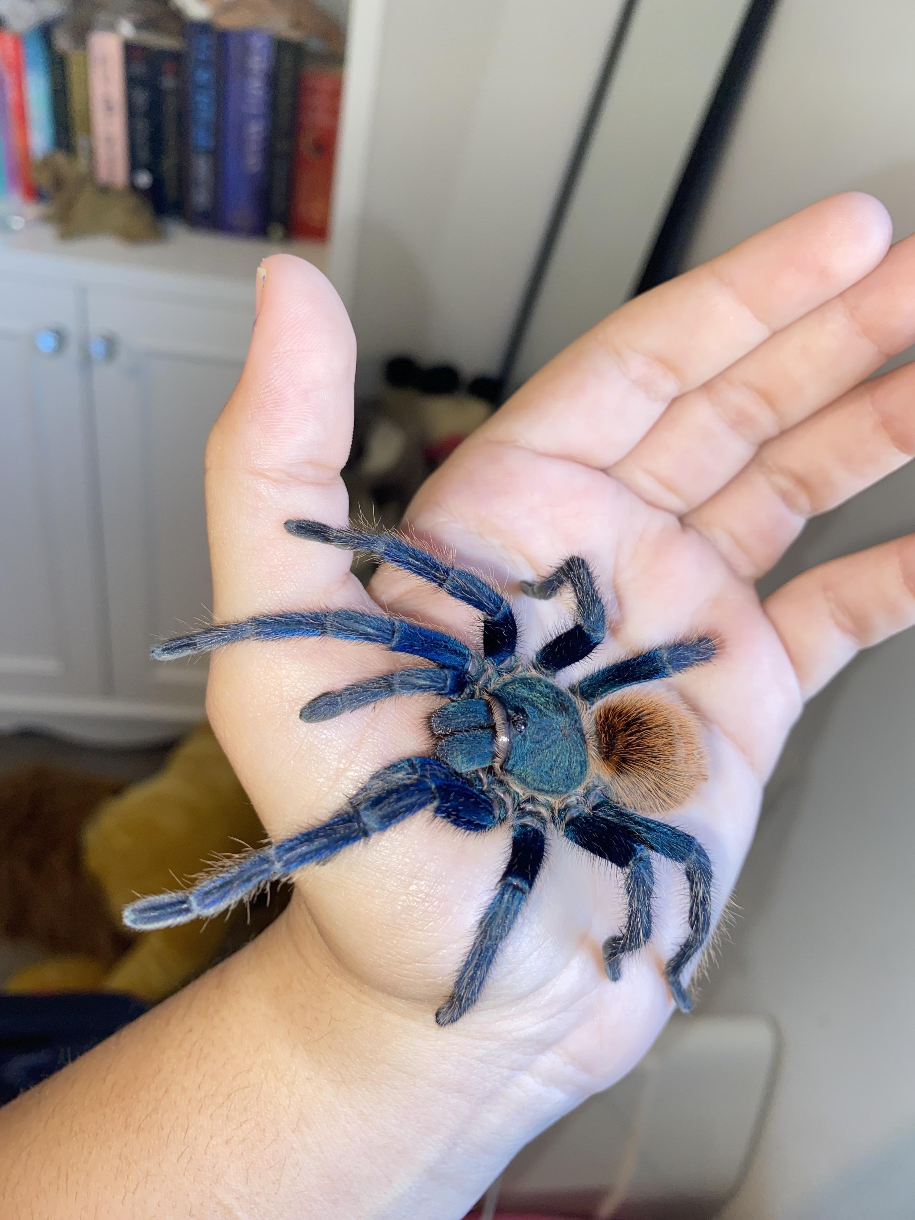 A person with light skin holding four different types of exotic tarantulas in their hand indoors.