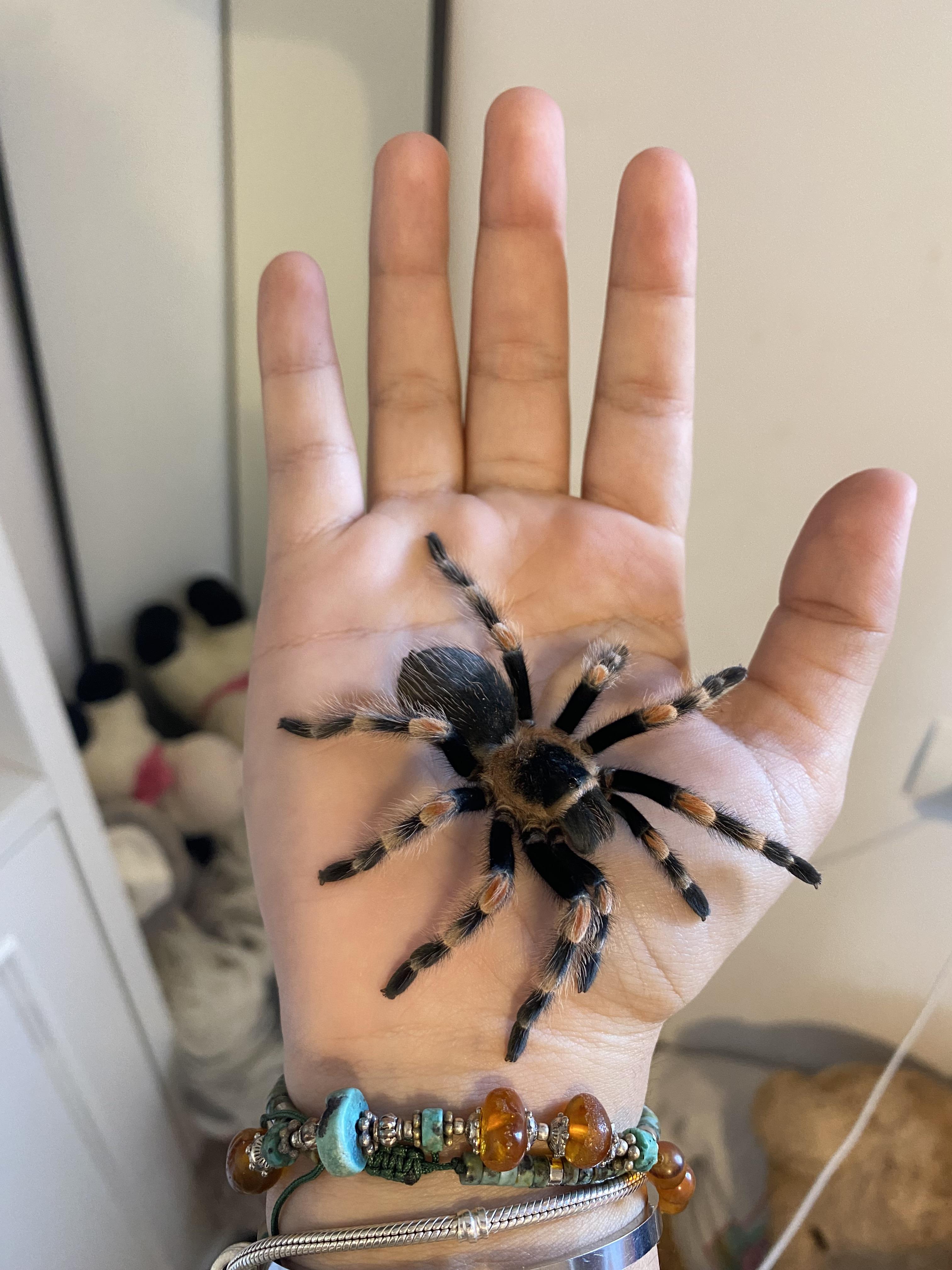 A person with light skin holding four different types of exotic tarantulas in their hand indoors.