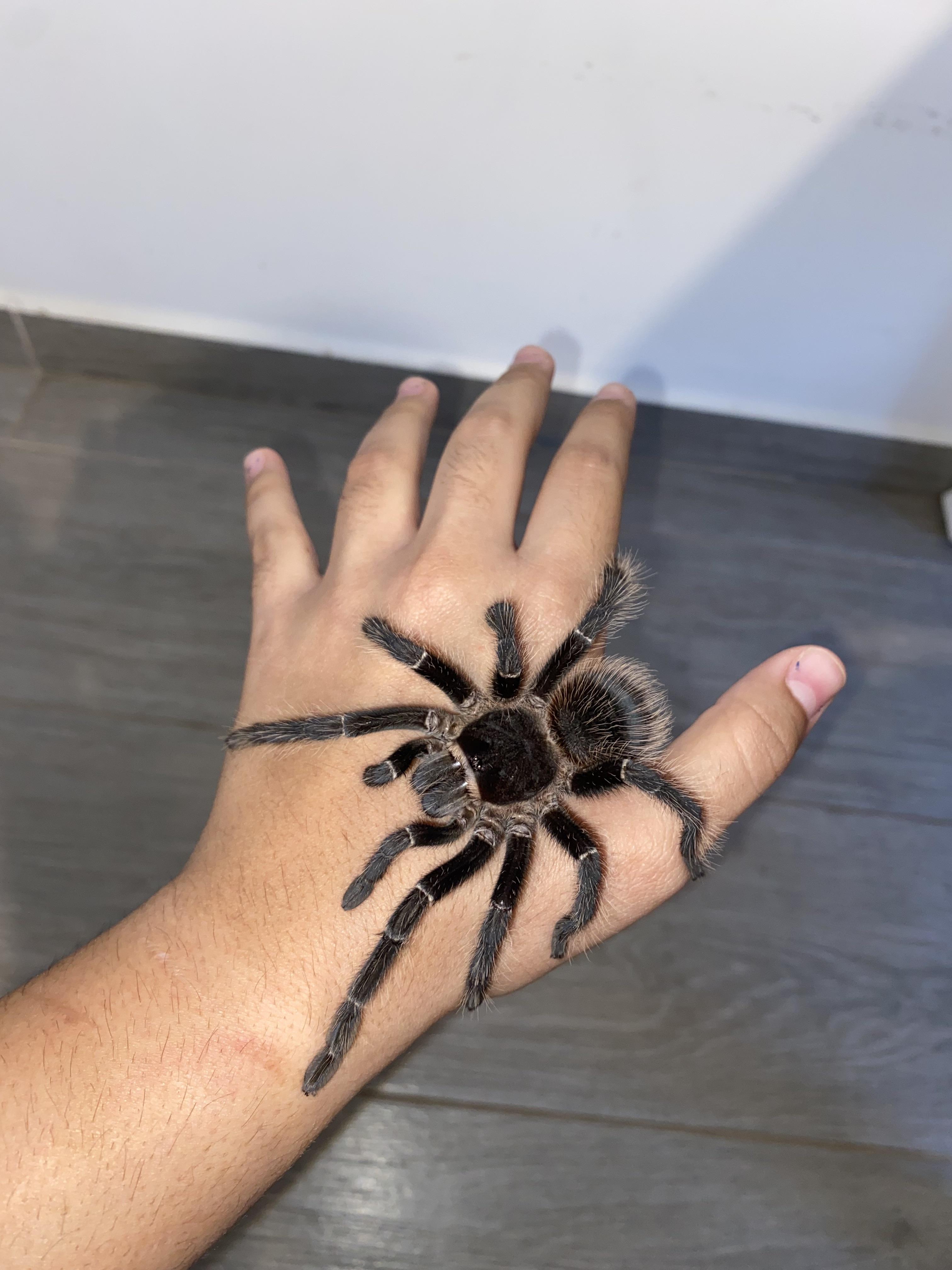A person with light skin holding four different types of exotic tarantulas in their hand indoors.