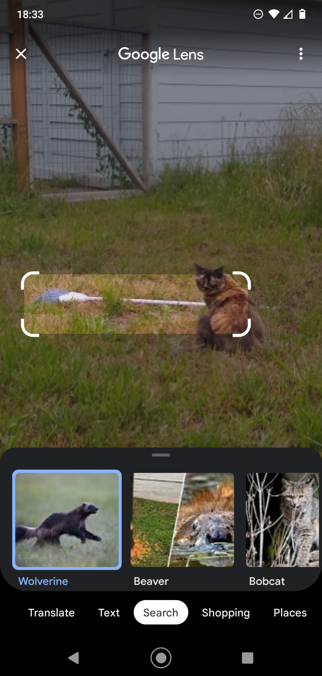 Funny cat pictures showing Google Lens failing to identify a small brown animal, suggesting it is a wolverine or rat.