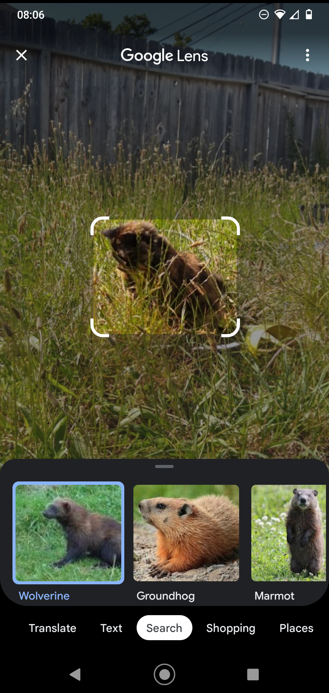 Funny cat pictures showing Google Lens failing to identify a small brown animal, suggesting it is a wolverine or rat.