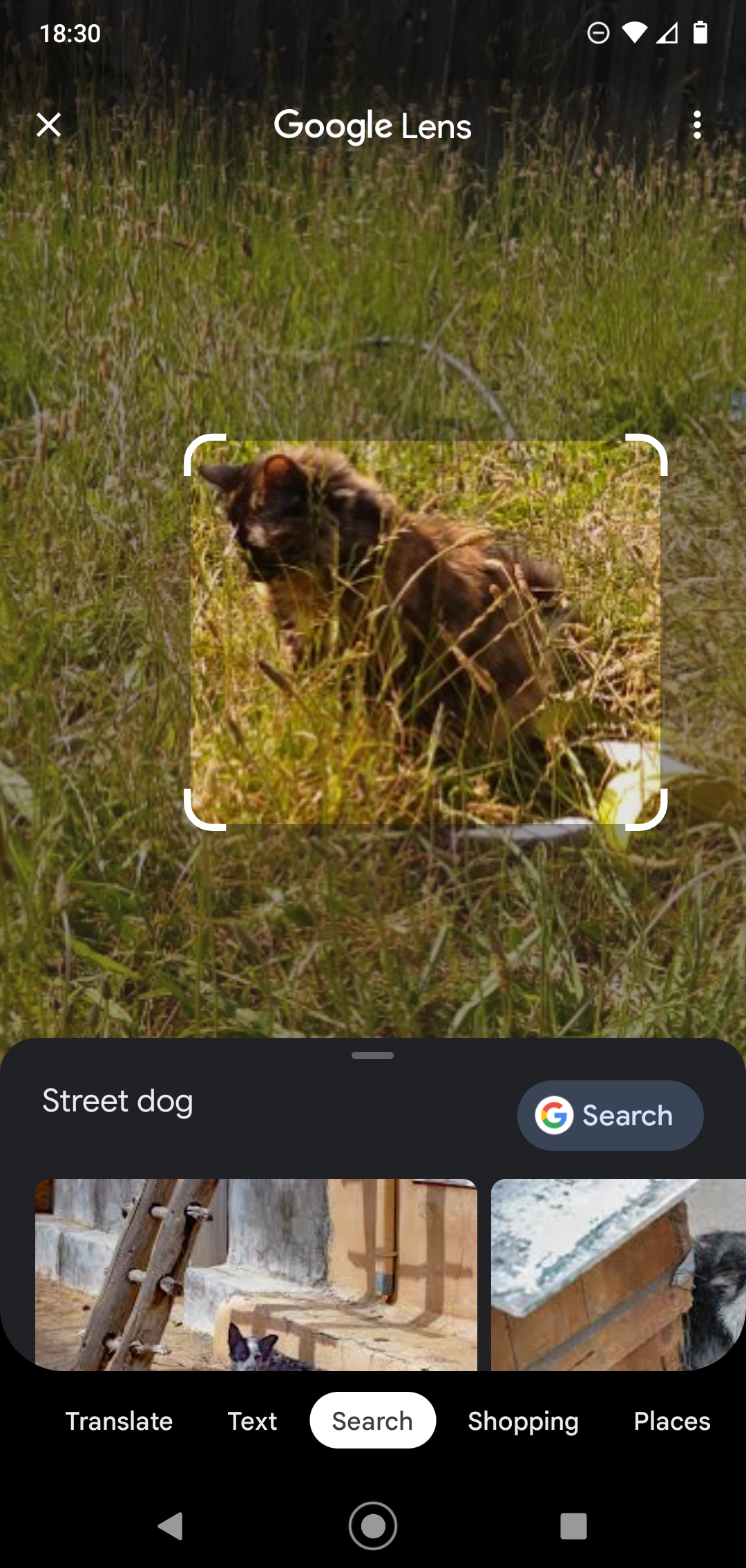 Funny cat pictures showing Google Lens failing to identify a small brown animal, suggesting it is a wolverine or rat.