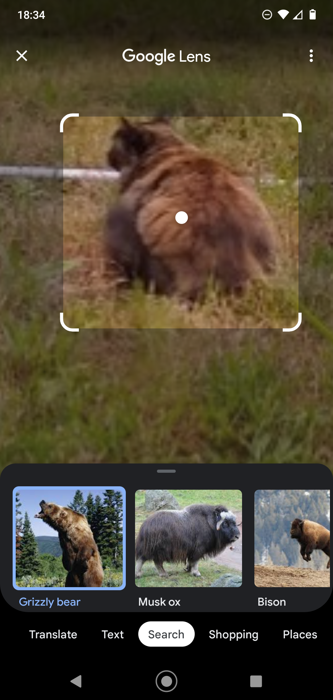 Funny cat pictures showing Google Lens failing to identify a small brown animal, suggesting it is a wolverine or rat.