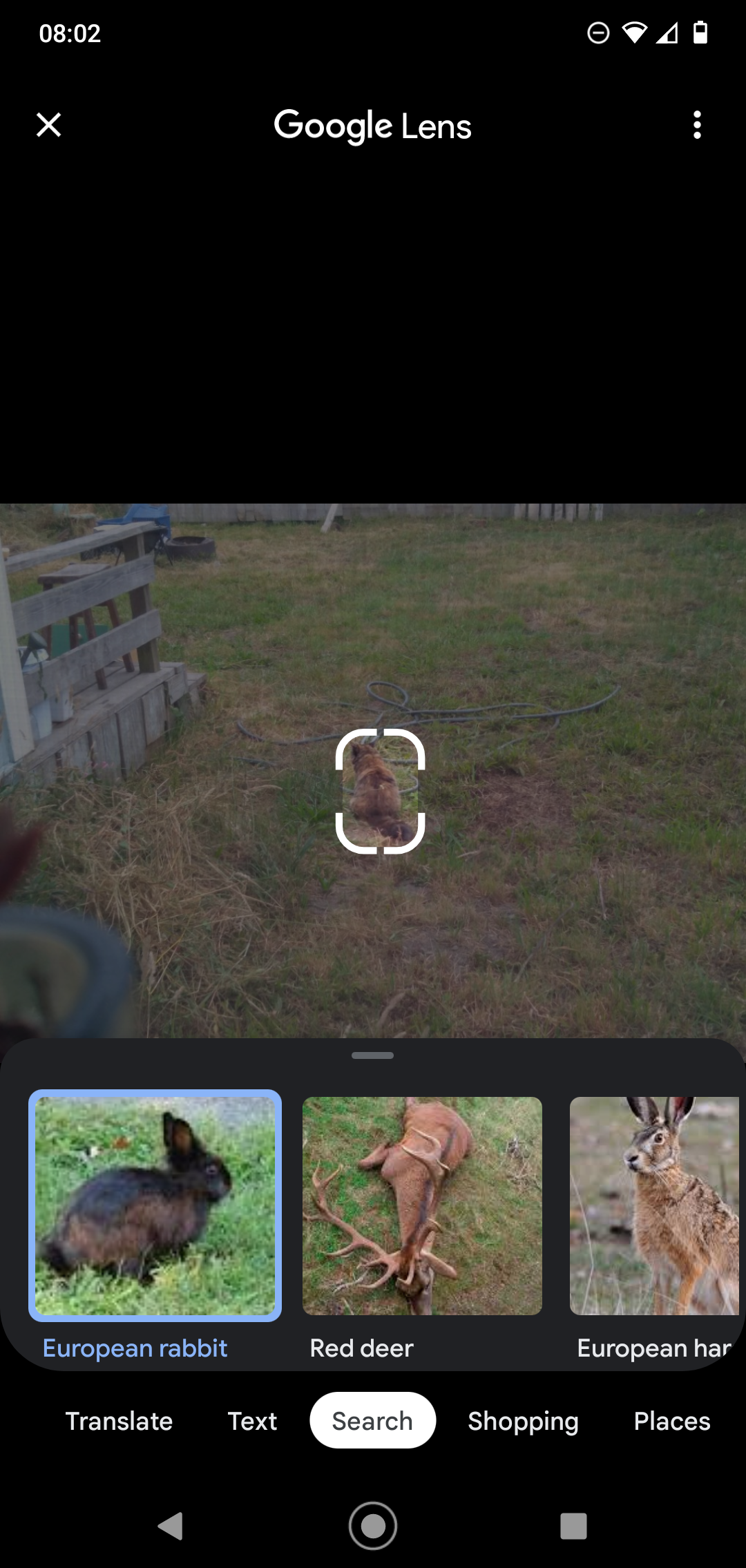 Funny cat pictures showing Google Lens failing to identify a small brown animal, suggesting it is a wolverine or rat.