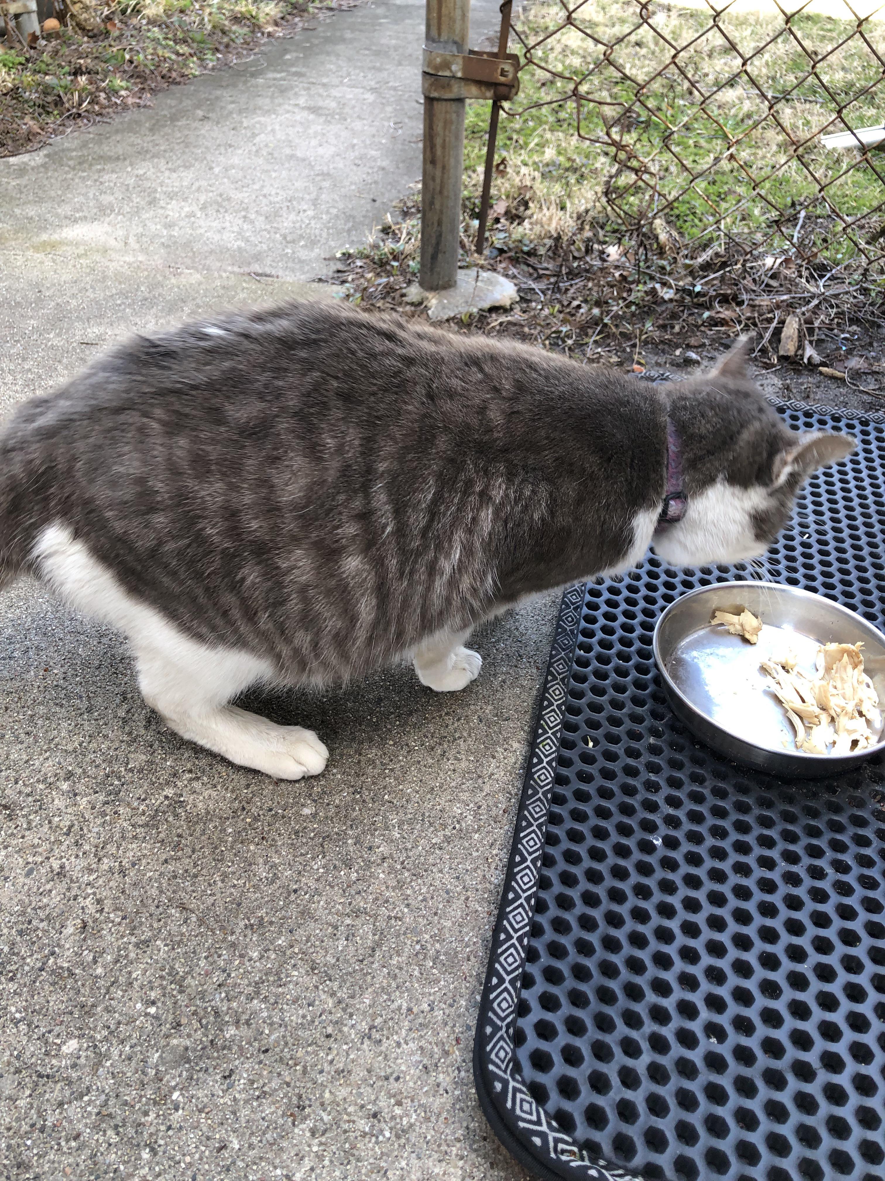 Svetlana Scumbags chubby grey and white tabby cat belly while eating and lying down outdoors