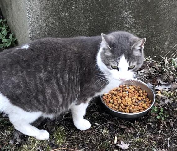 Svetlana Scumbags chubby grey and white tabby cat belly while eating and lying down outdoors