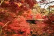 Yahiko Park Momiji dani valley Japan