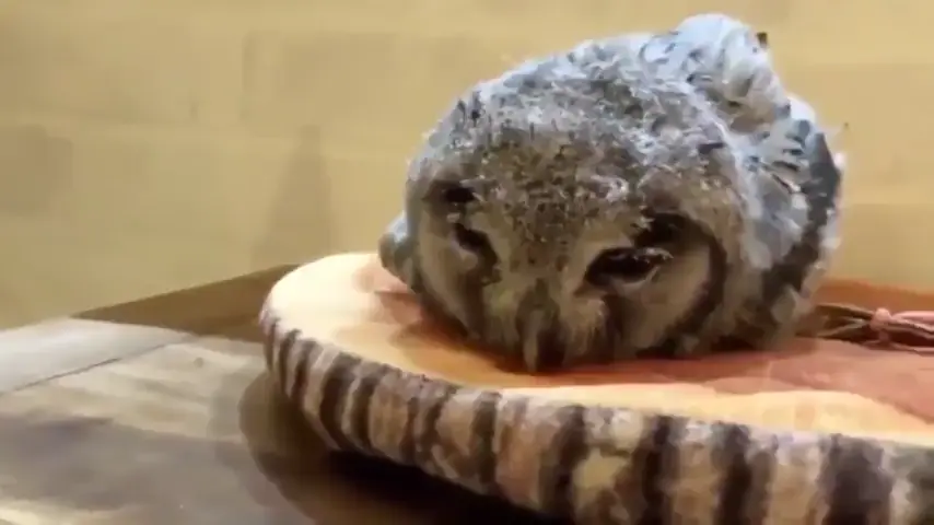 You ever see an owl fall asleep?