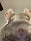 You got games on yo phone?